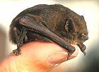 Pipistrelle